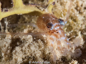 Pygmy Atlantic octopus by Adeline Wee 
